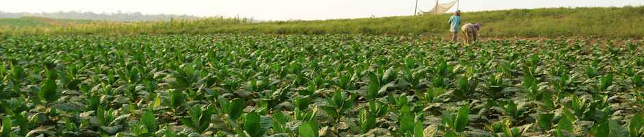 Agro Product